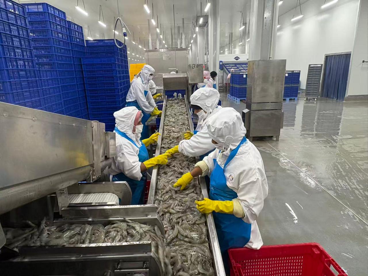 Equipo de Ecuamarisco procesando camarón en la planta